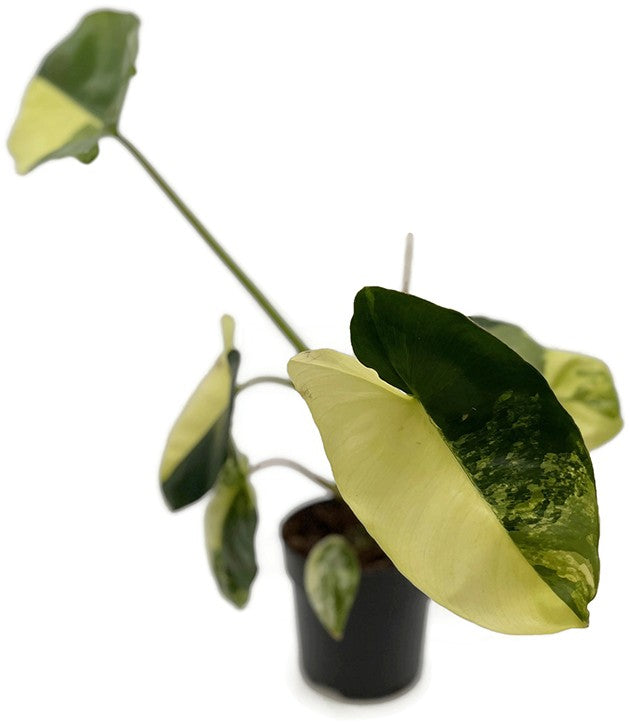 Philodendron "Burle Marx" variegata - kletternder Baumfreund