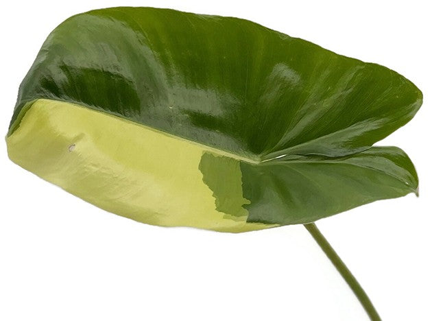 Philodendron "Burle Marx" variegata - kletternder Baumfreund