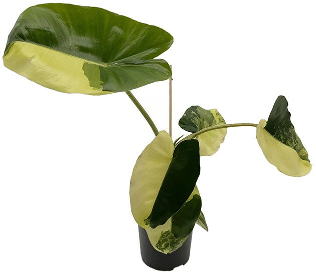Philodendron "Burle Marx" variegata - kletternder Baumfreund