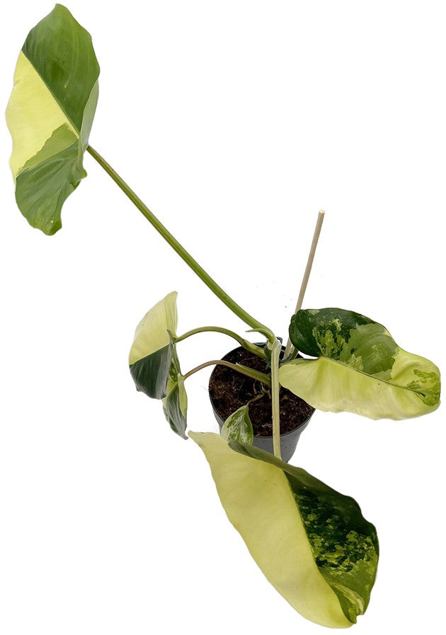 Philodendron "Burle Marx" variegata - kletternder Baumfreund