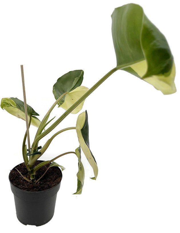 Philodendron "Burle Marx" variegata - kletternder Baumfreund