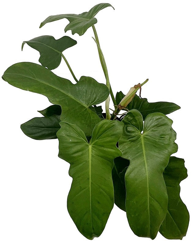 Philodendron "Green Dragon" - grüner Baumfreund