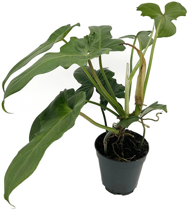 Philodendron "Green Dragon" - grüner Baumfreund