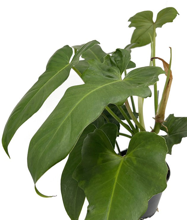 Philodendron "Green Dragon" - grüner Baumfreund