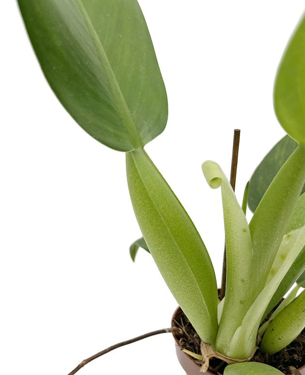 Philodendron martianum "Pacová" aka "Fatboy" - Baumfreund