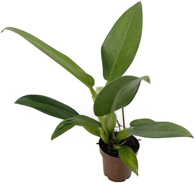 Philodendron martianum "Pacová" aka "Fatboy" - Baumfreund