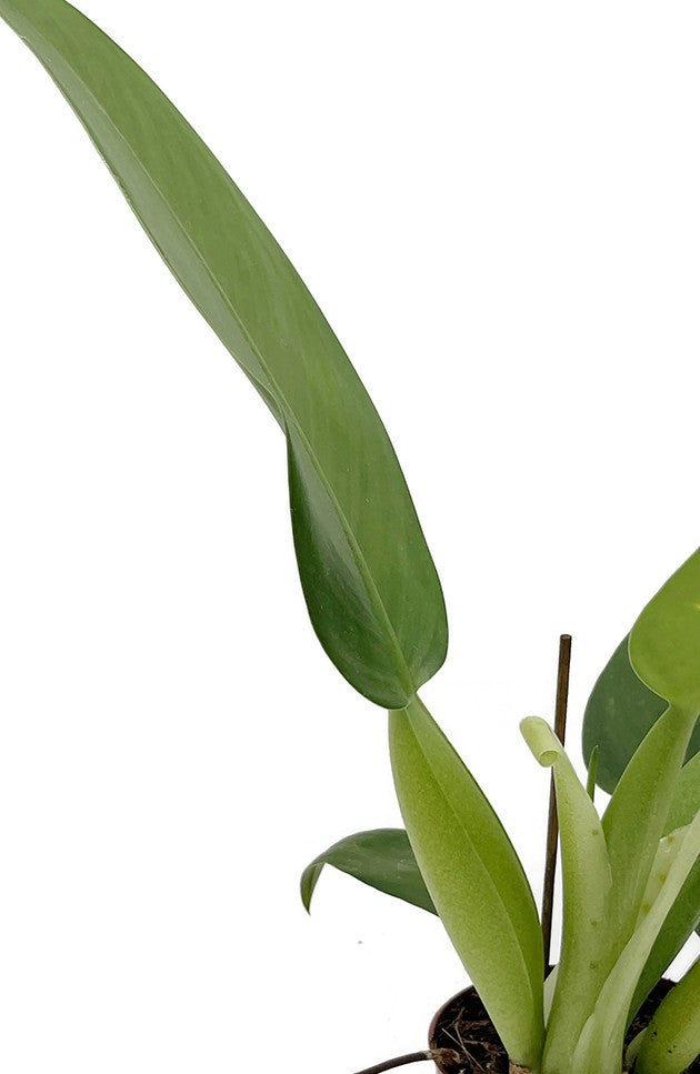 Philodendron martianum "Pacová" aka "Fatboy" - Baumfreund
