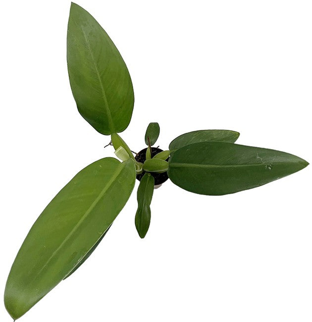Philodendron martianum "Pacová" aka "Fatboy" - Baumfreund