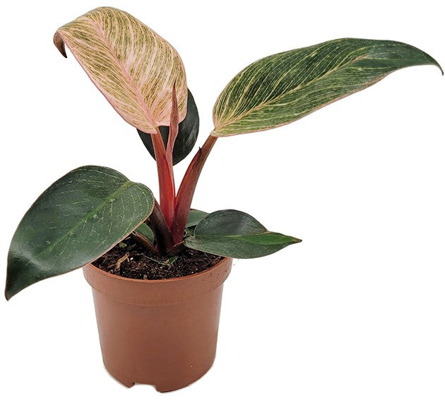 Philodendron "Pink Birkin" - pink gestreifter Baumfreund