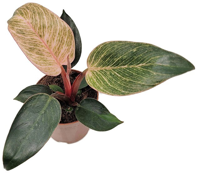 Philodendron "Pink Birkin" - pink gestreifter Baumfreund