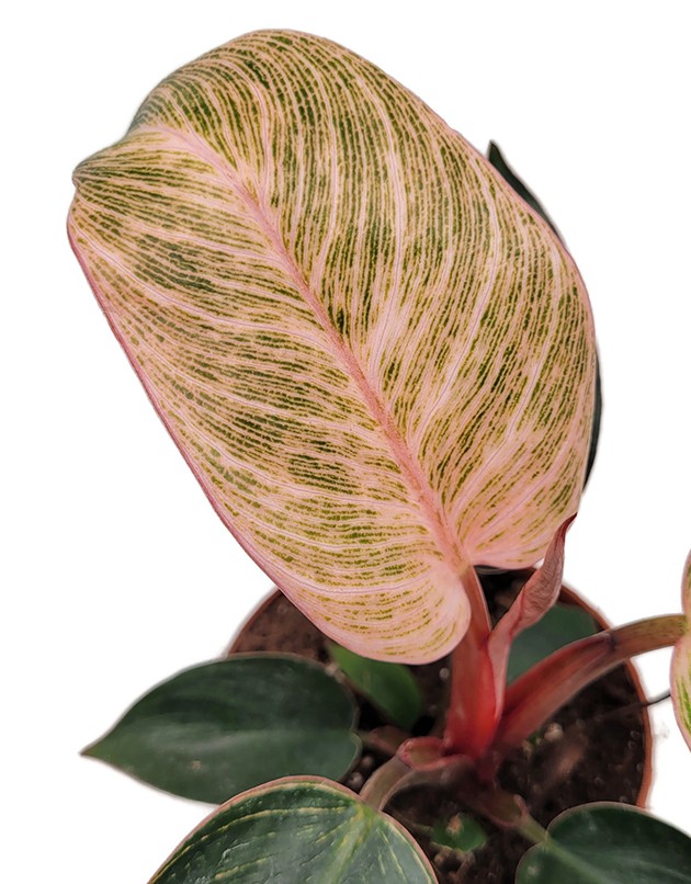 Philodendron "Pink Birkin" - pink gestreifter Baumfreund