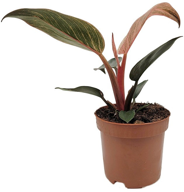 Philodendron "Pink Birkin" - pink gestreifter Baumfreund