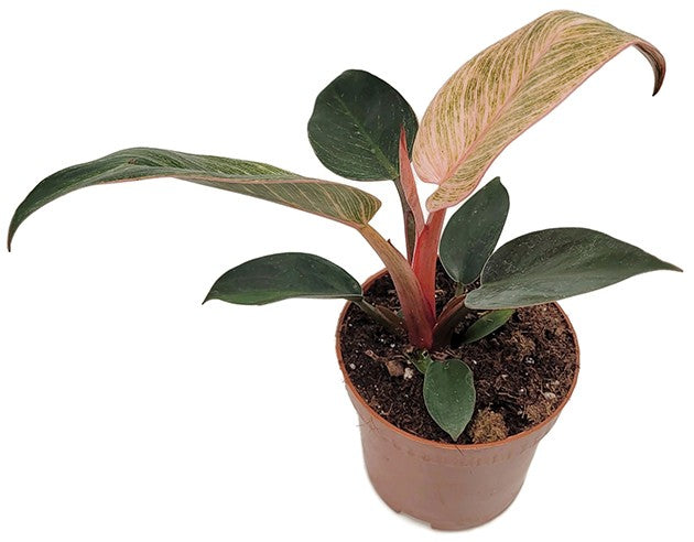 Philodendron "Pink Birkin" - pink gestreifter Baumfreund