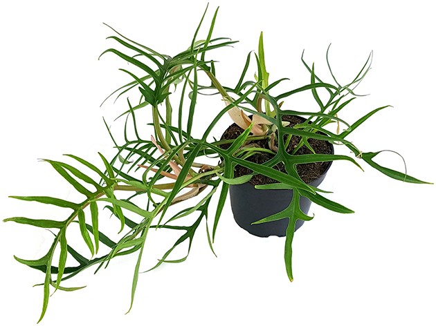 Philodendron polypodioides tortum - filigraner Baumfreund