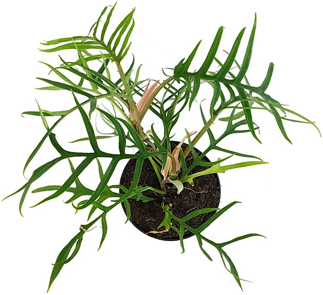 Philodendron polypodioides tortum - filigraner Baumfreund