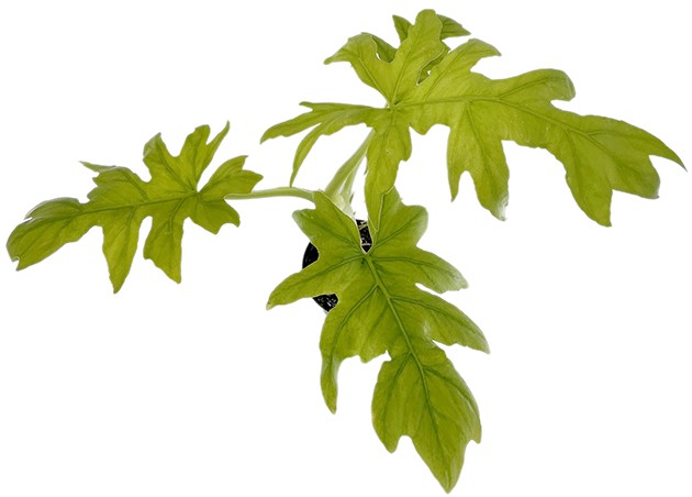 Philodendron selloum "Gold" - goldener Baumfreund