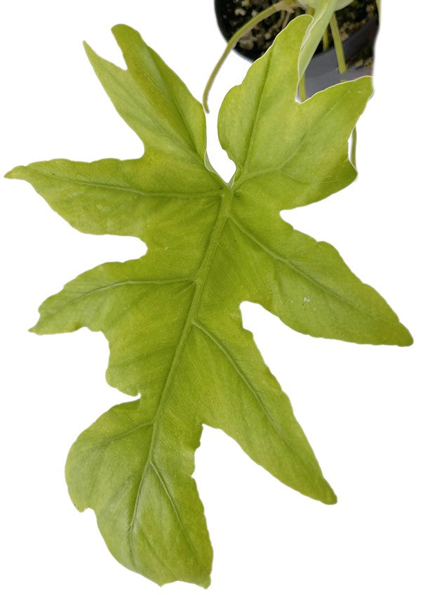 Philodendron selloum "Gold" - goldener Baumfreund