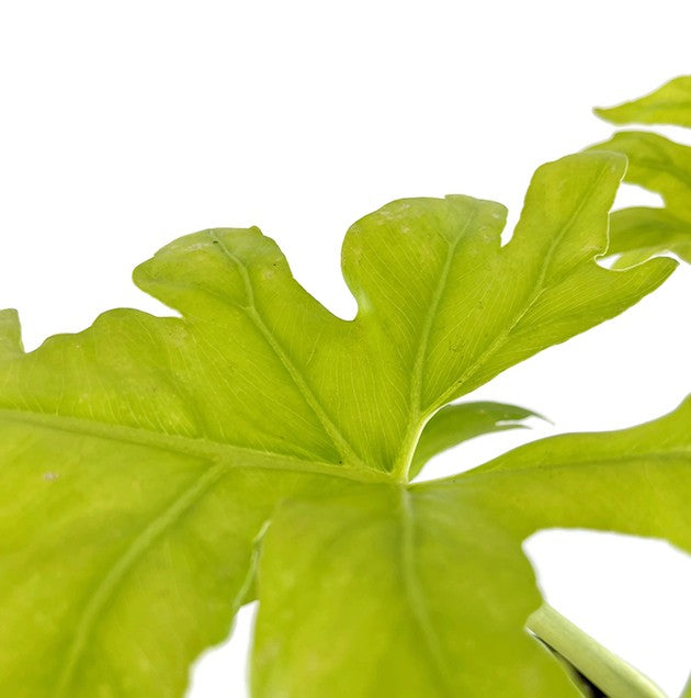 Philodendron selloum "Gold" - goldener Baumfreund