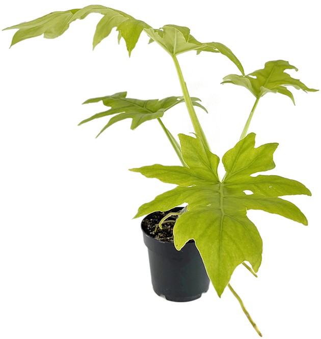 Philodendron selloum "Gold" - goldener Baumfreund