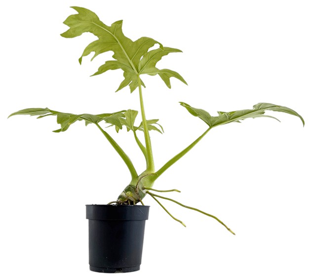 Philodendron selloum "Gold" - goldener Baumfreund