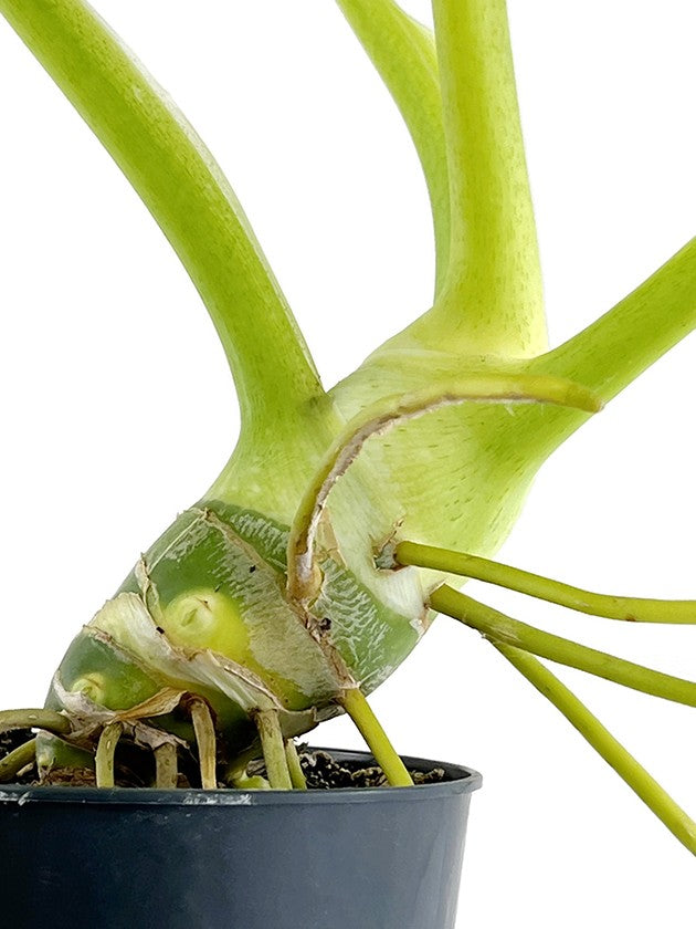 Philodendron selloum "Gold" - goldener Baumfreund