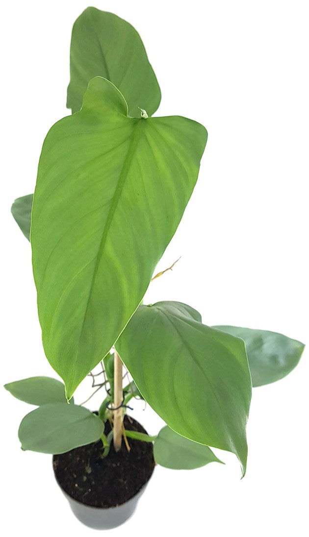 Philodendron "Silver Queen" - royaler Baumfreund