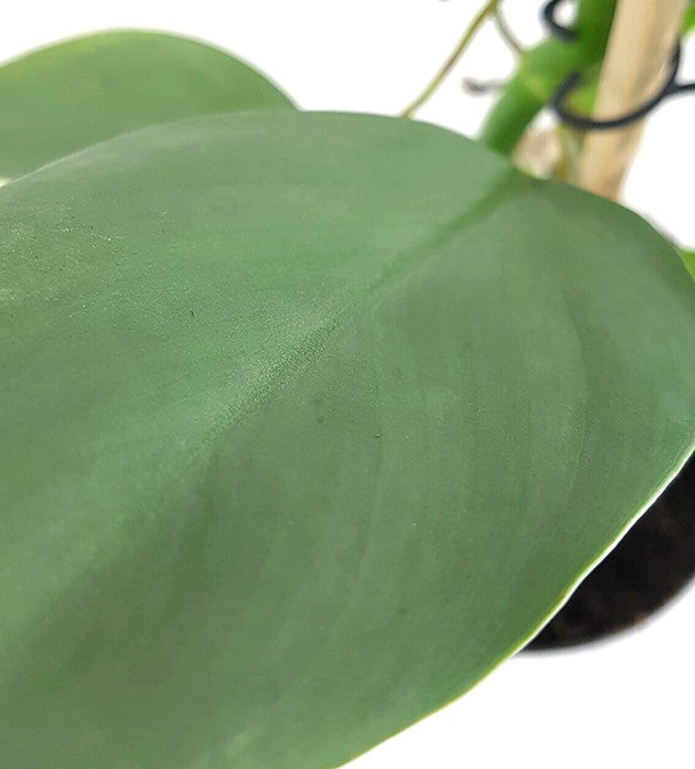 Philodendron "Silver Queen" - royaler Baumfreund