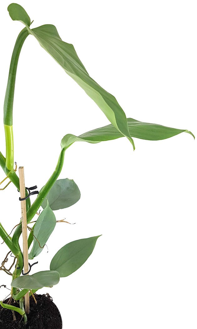 Philodendron "Silver Queen" - royaler Baumfreund