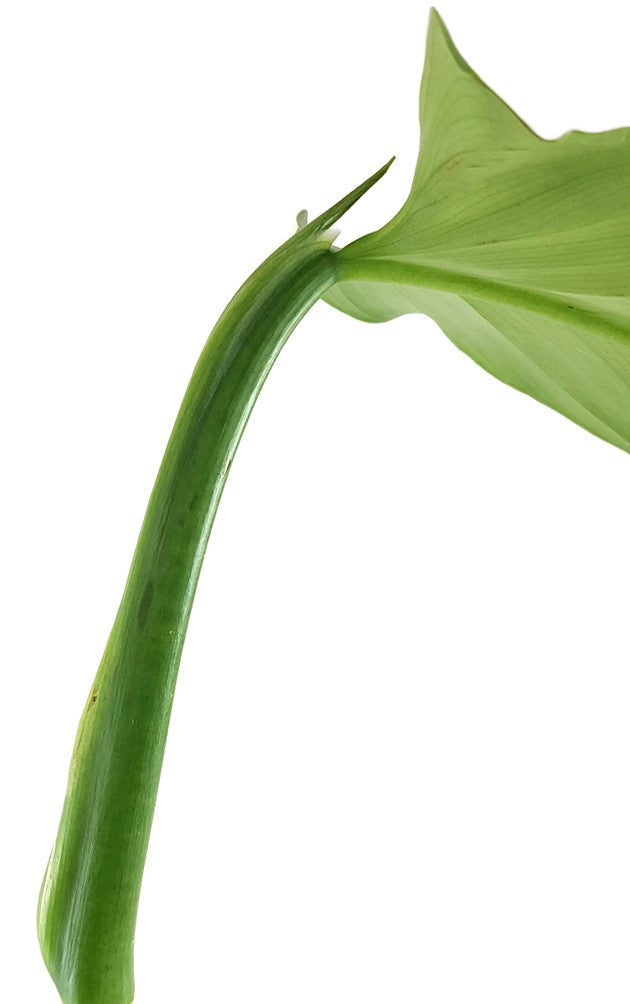Philodendron "Silver Queen" - royaler Baumfreund
