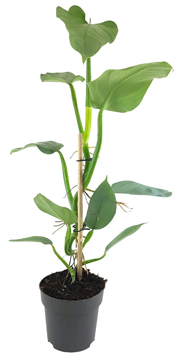 Philodendron "Silver Queen" - royaler Baumfreund