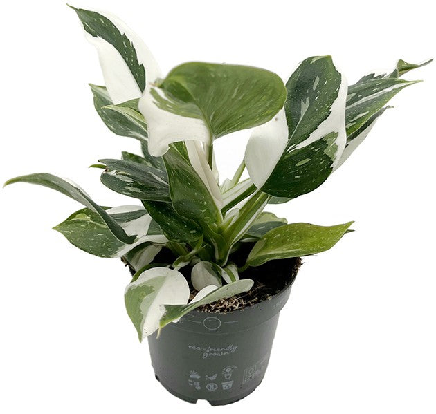 Philodendron "White Wizard" - weiß-grüner Baumfreund