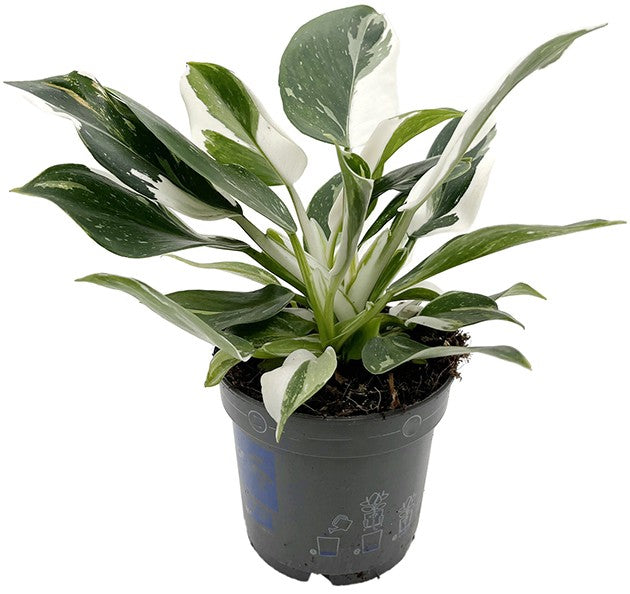 Philodendron "White Wizard" - weiß-grüner Baumfreund
