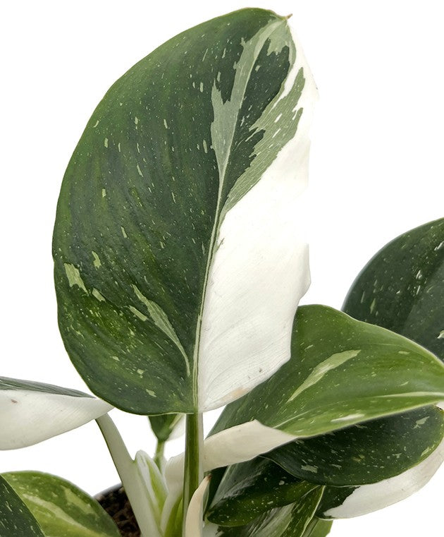 Philodendron "White Wizard" - weiß-grüner Baumfreund