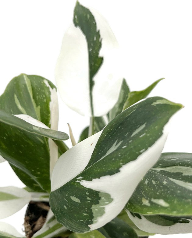 Philodendron "White Wizard" - weiß-grüner Baumfreund