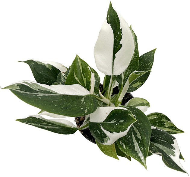 Philodendron "White Wizard" - weiß-grüner Baumfreund