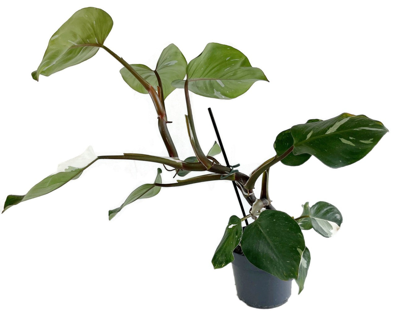 Philodendron "White Knight" - seltener Baumfreund