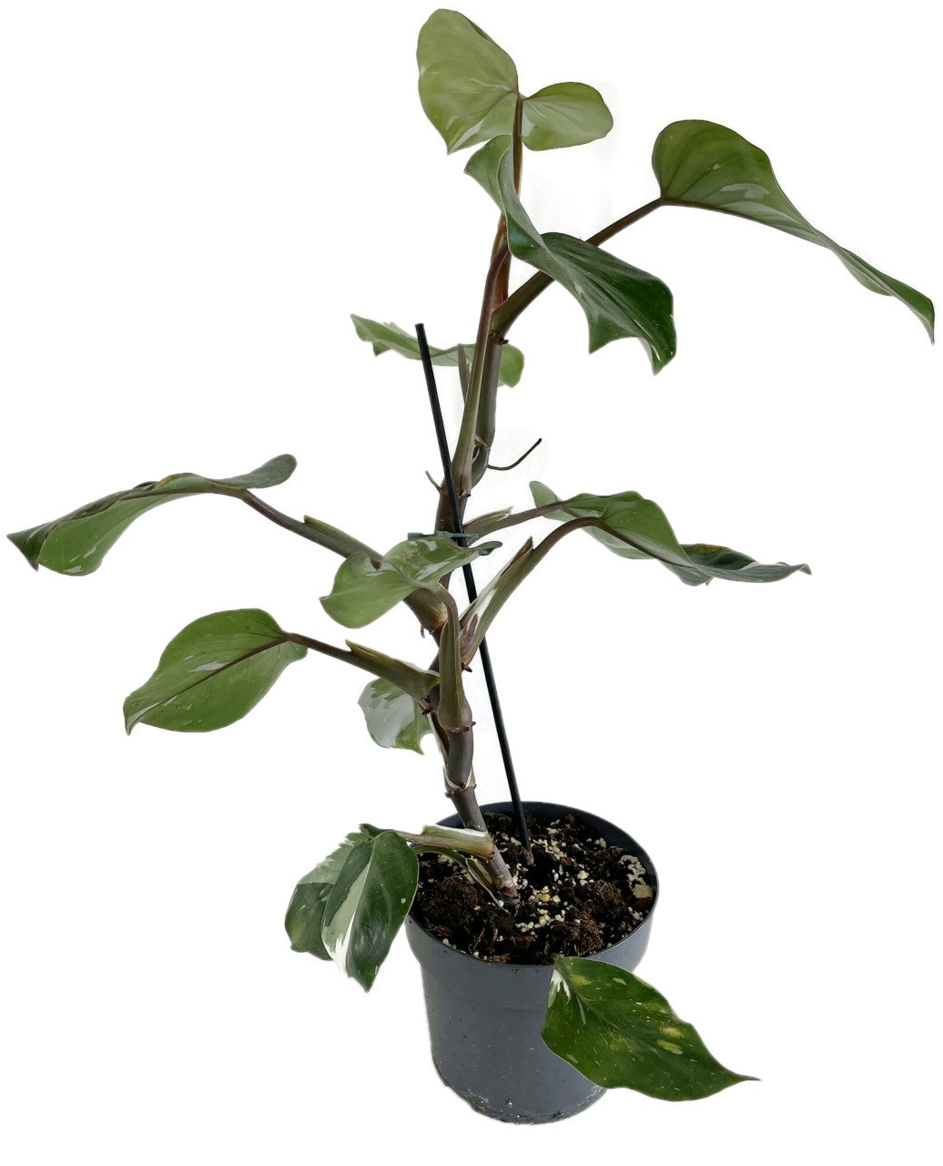 Philodendron "White Knight" - seltener Baumfreund