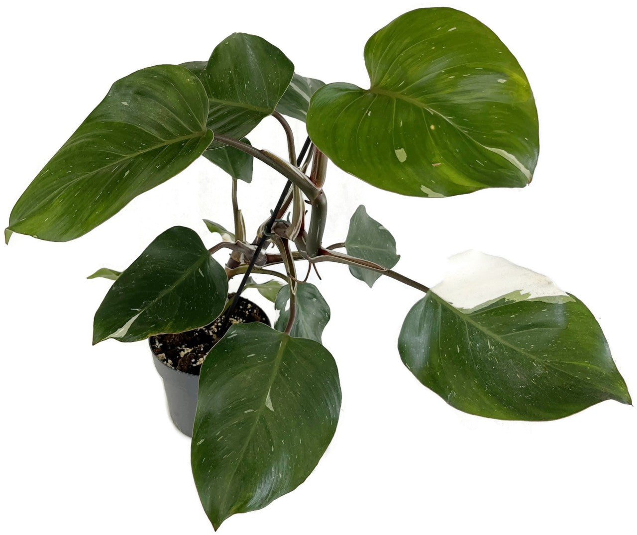 Philodendron "White Knight" - seltener Baumfreund