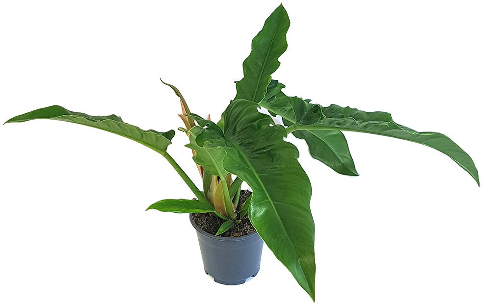 Philodendron narrow "Escape" - tiefgrüner Baumfreund