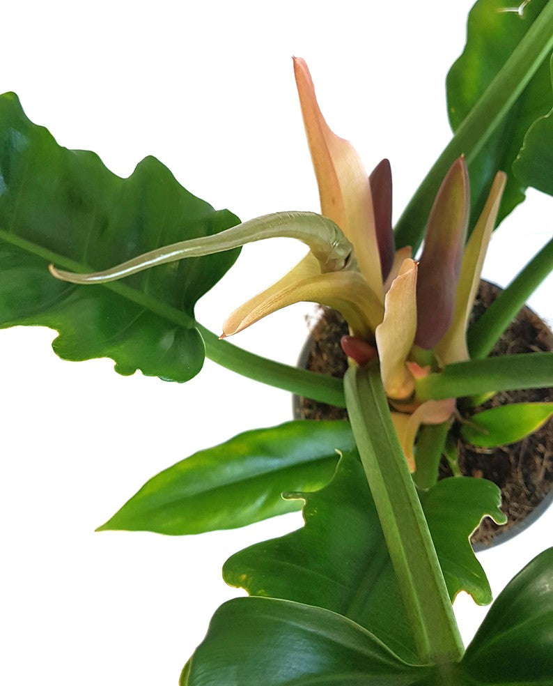 Philodendron narrow "Escape" - tiefgrüner Baumfreund