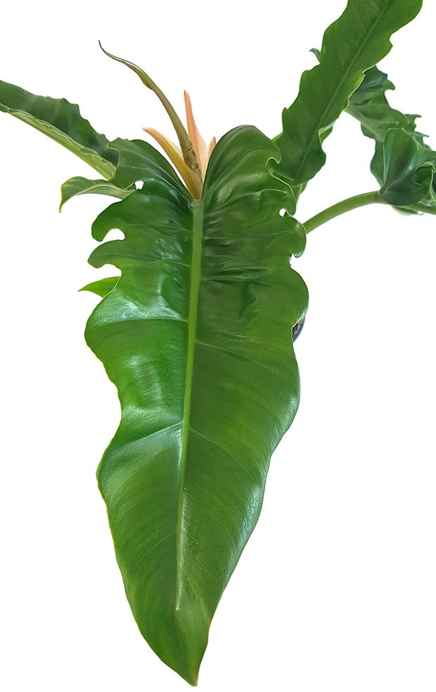 Philodendron narrow "Escape" - tiefgrüner Baumfreund