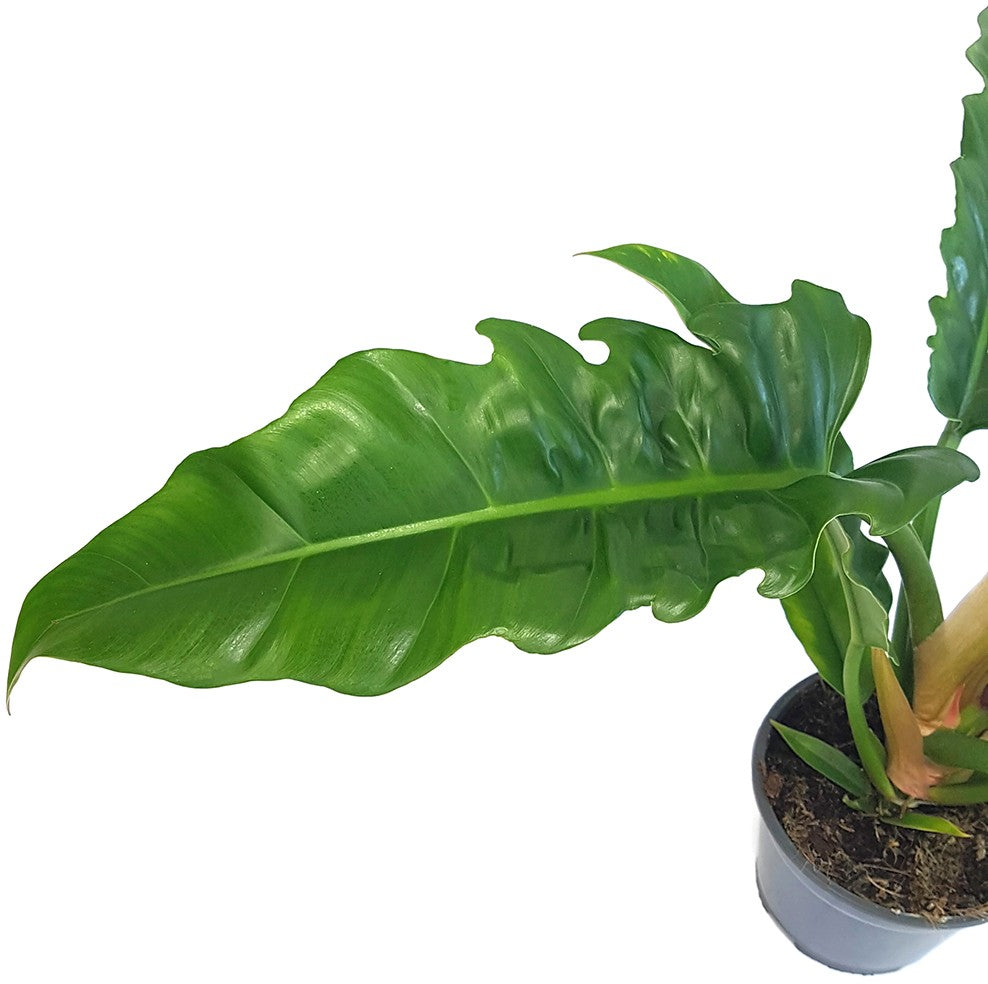 Philodendron narrow "Escape" - tiefgrüner Baumfreund