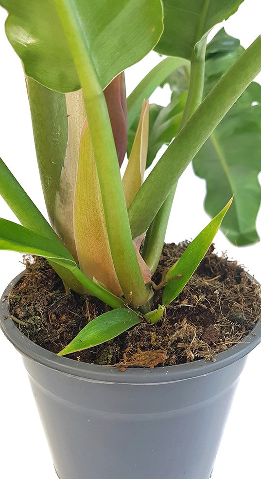 Philodendron narrow "Escape" - tiefgrüner Baumfreund