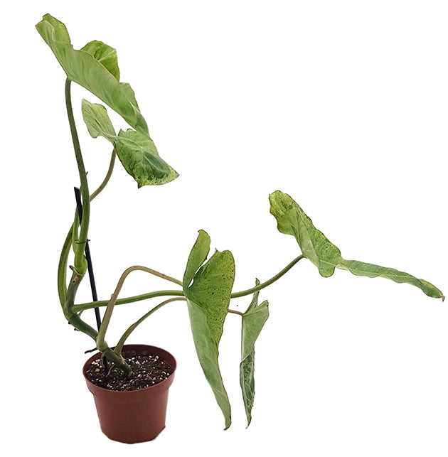 Philodendron paraiso verde - beeindruckender Baumfreund