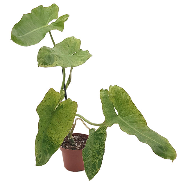 Philodendron paraiso verde - beeindruckender Baumfreund