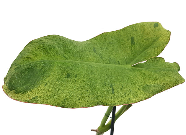 Philodendron paraiso verde - beeindruckender Baumfreund