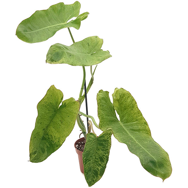 Philodendron paraiso verde - beeindruckender Baumfreund