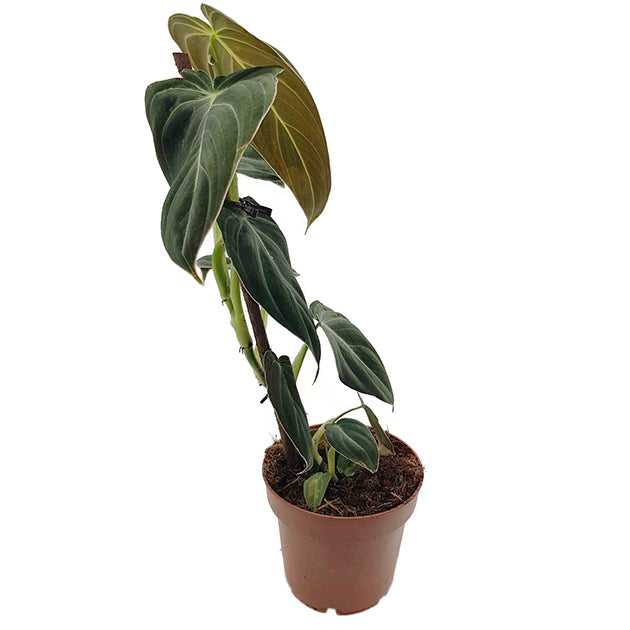 Philodendron Melanocrysum - eleganter Baumfreund