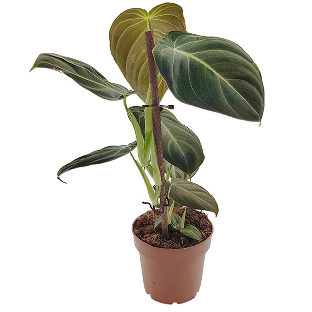 Philodendron Melanocrysum - eleganter Baumfreund