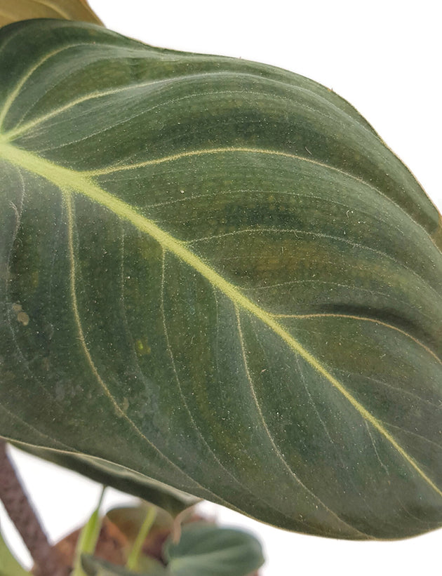 Philodendron Melanocrysum - eleganter Baumfreund